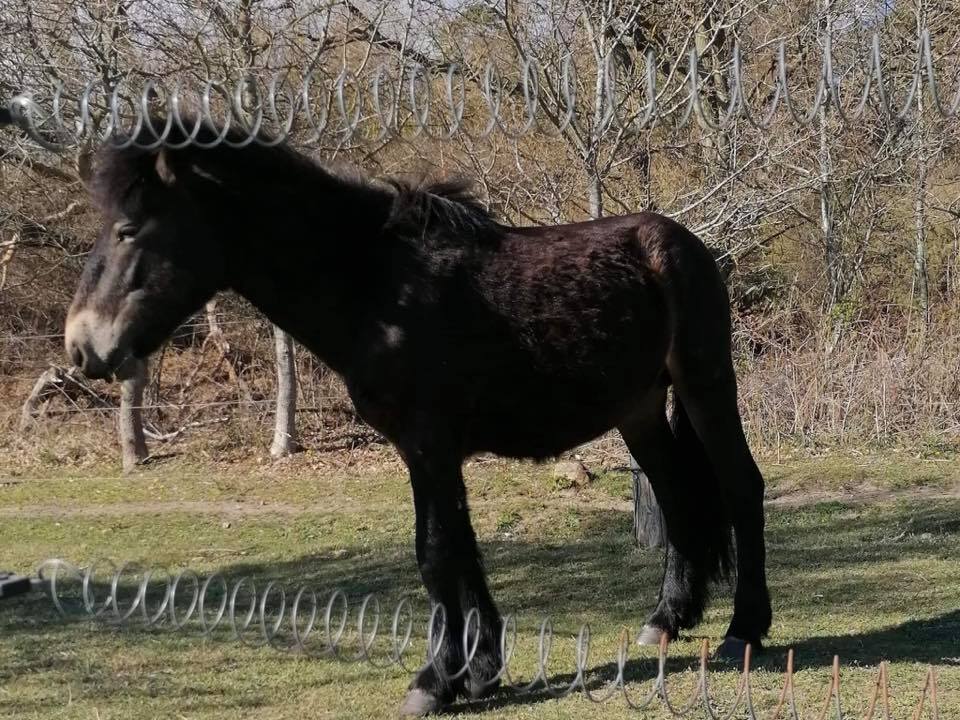 Rewilding Mols er tæt på vanrøgt af de græssende heste og kvæg.
