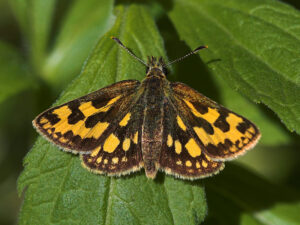 Tåler ikke afgræsning